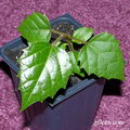 kangaroo vine